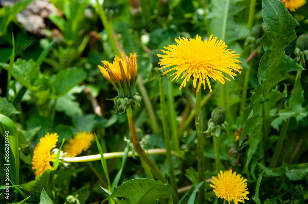 Beautiful yellow dandelions in spring green grass Beautiful yellow dandelions in spring green grass