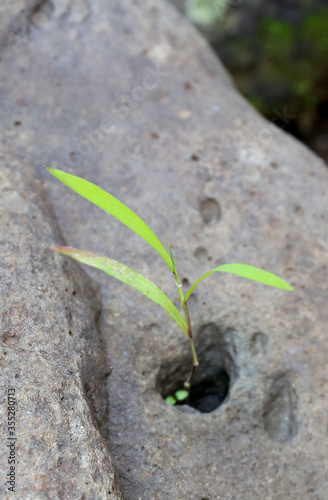 Wild plant growing among stone. Plant growing through the stones  urban environment life force. New life  new hope  new world concept.