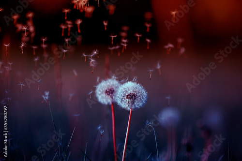 natural background with white fluffy round flowers dandelions and flying ligh...