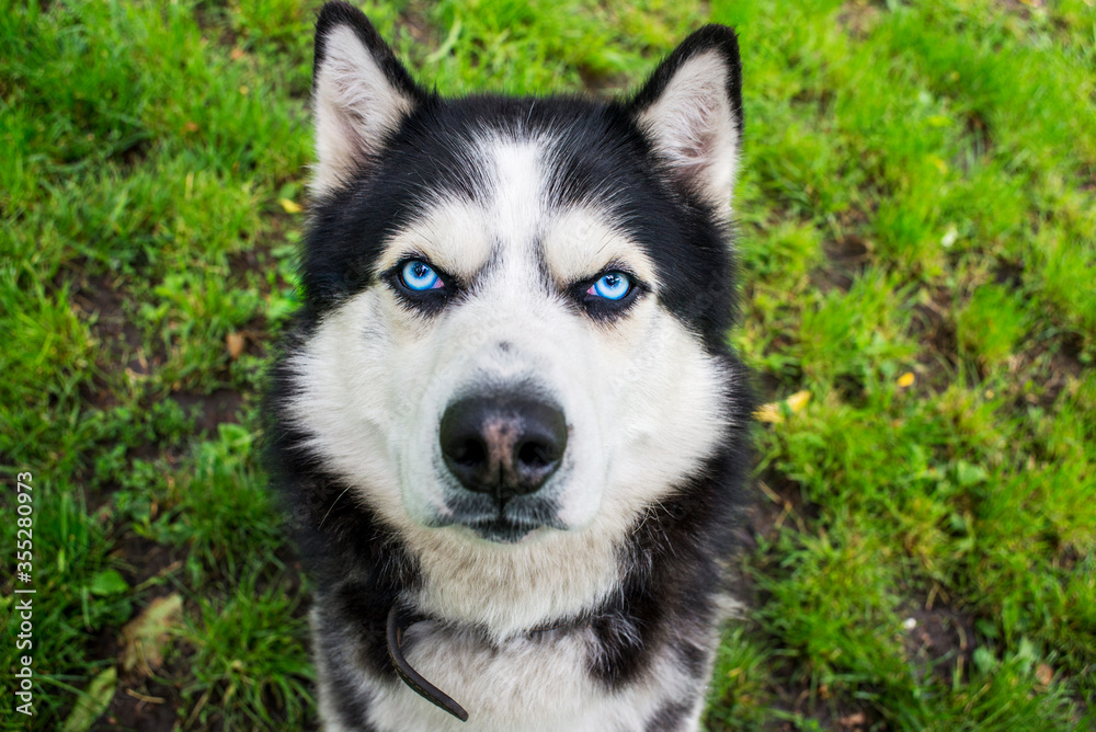 Husky dog on the grass background. Portrait of a Siberian Husky. Black and white Siberian husky with blue eyes