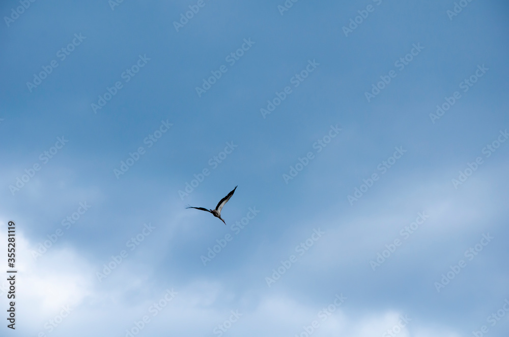 Birds fly against the blue sky and white clouds. Beautiful natural background.