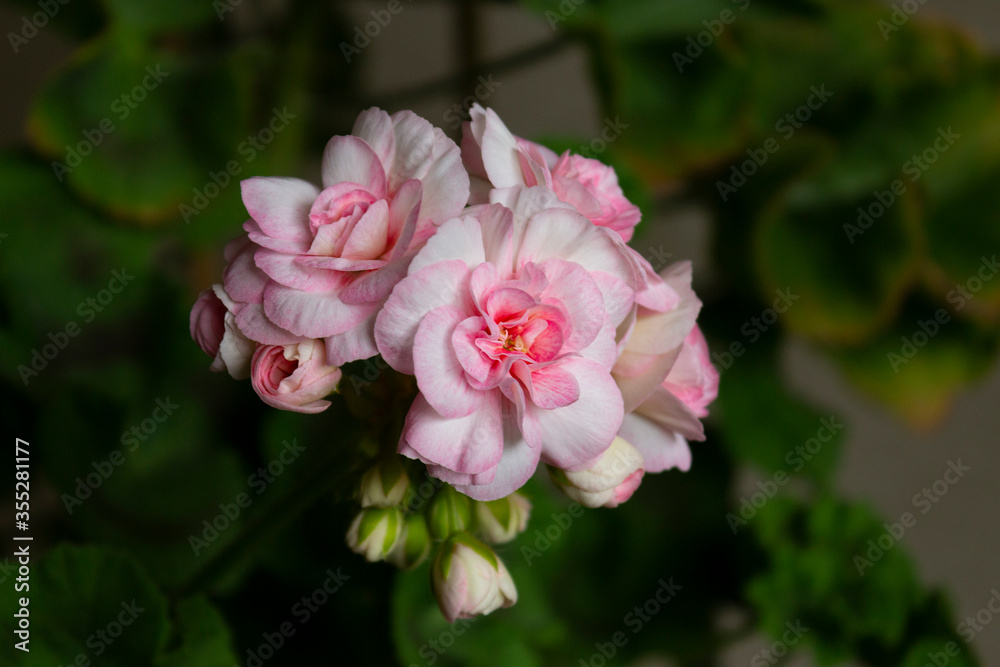 Pink beautiful flowers of the zonal pelargonium cultivar Princess Grace on a background of green leaves.