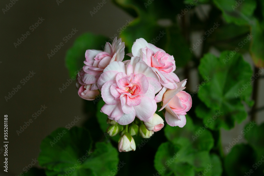 Obraz premium Beautiful pink flowers and buds of the zonal pelargonium cultivar Princess Grace on a background of green leaves close-up.