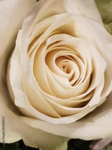 white rose closeup