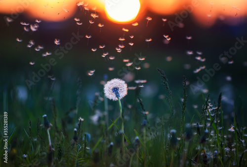 field of dandelions