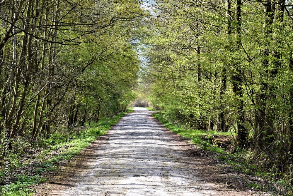 Fototapeta premium Utwardzona droga w lesie 