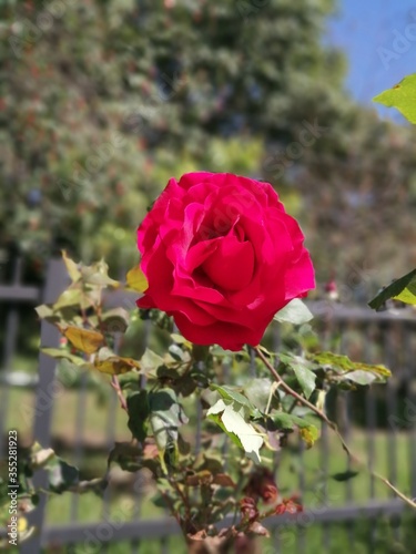 Rosa roja floreciendo en jardin