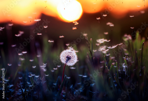 flower in the night