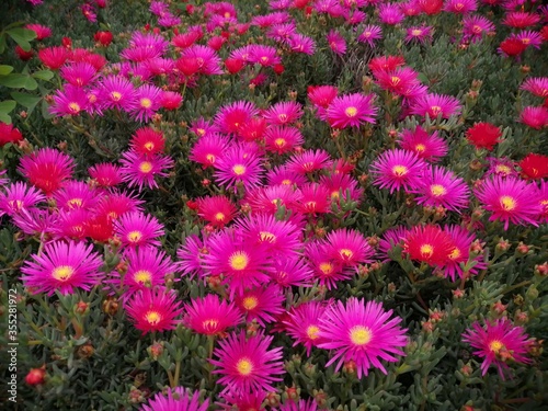 jardin de Aizoaceae 