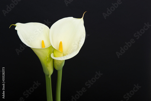Two blooming calla lilly flowers on a black background with copy space