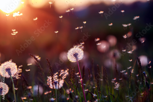 natural background with white fluffy dandelions and light seeds flying in the...