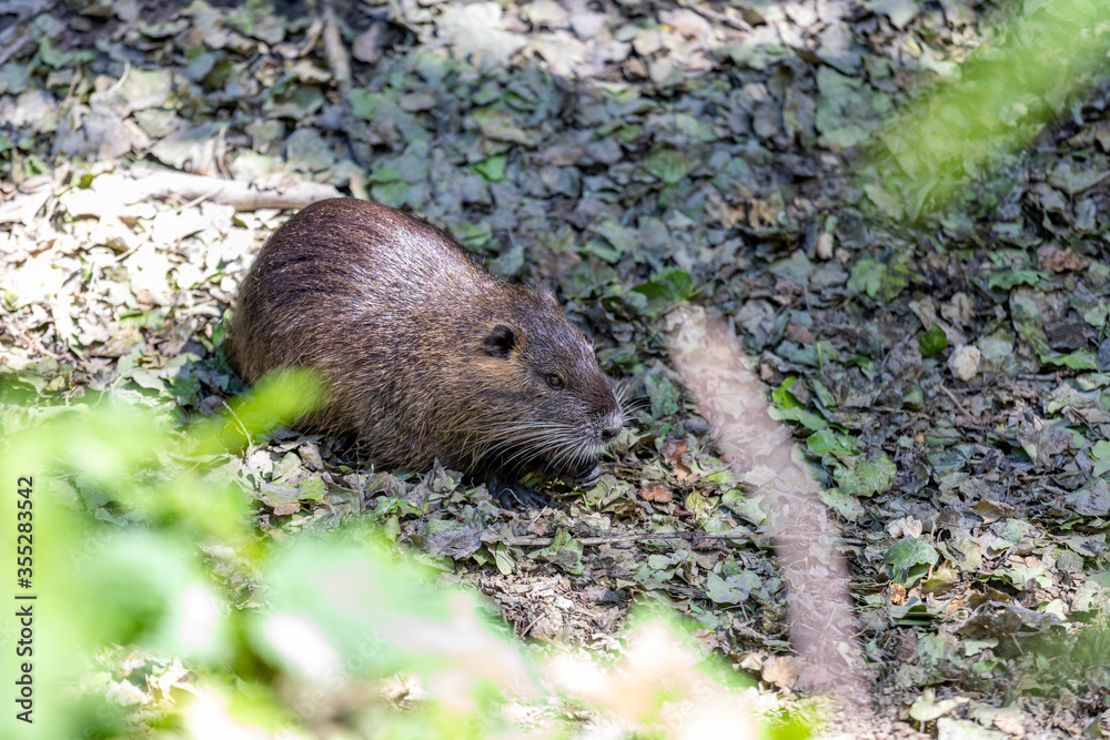 Nutria on banks of the canal. Wild nutria in Germany