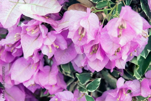 many pink flowers for background