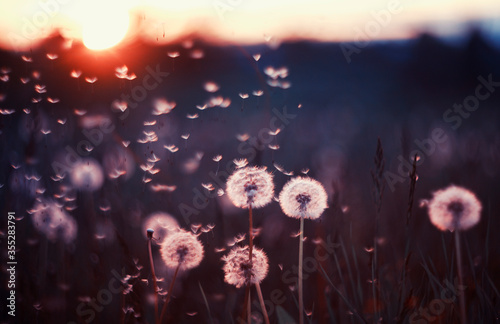natural background with white fluffy round flowers dandelions and light seeds...