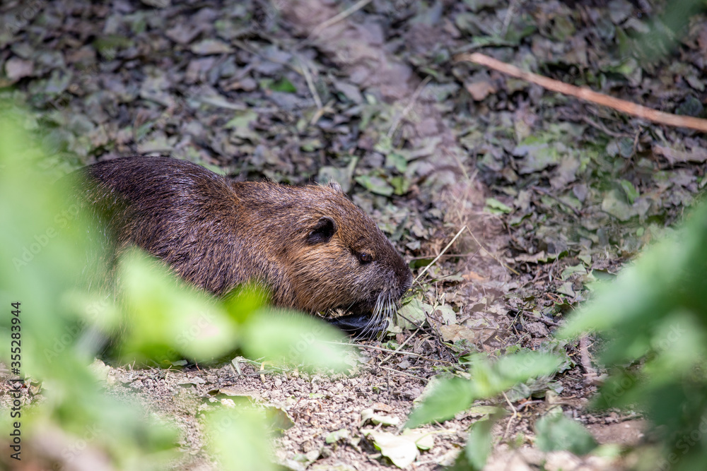 Nutria on banks of the canal. Wild nutria in Germany Nutria on banks of the canal. Wild nutria in Germany