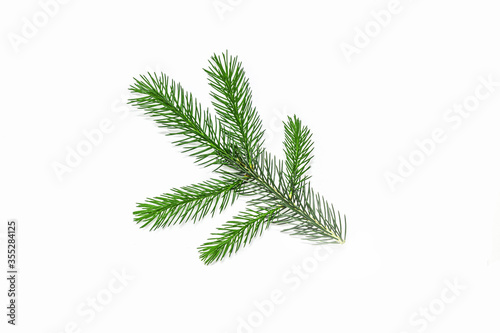 Evergreen Tree Branch Frame Isolated on White Background