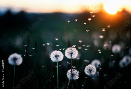 dandelion in the wind