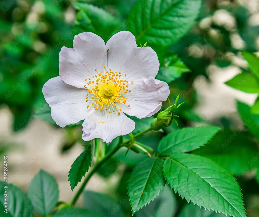 Obraz premium light rose white flower of a wild rose dogrose against a background of green leaves. Free space for text. Greeting card.