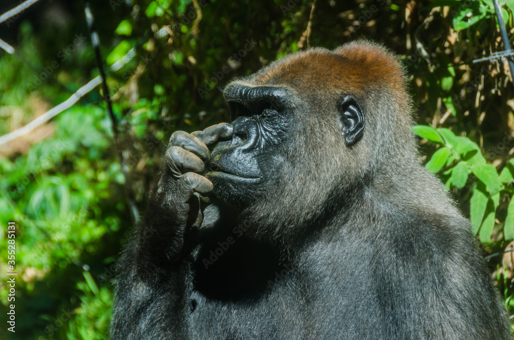 Naklejka premium Gorilla picking its nose