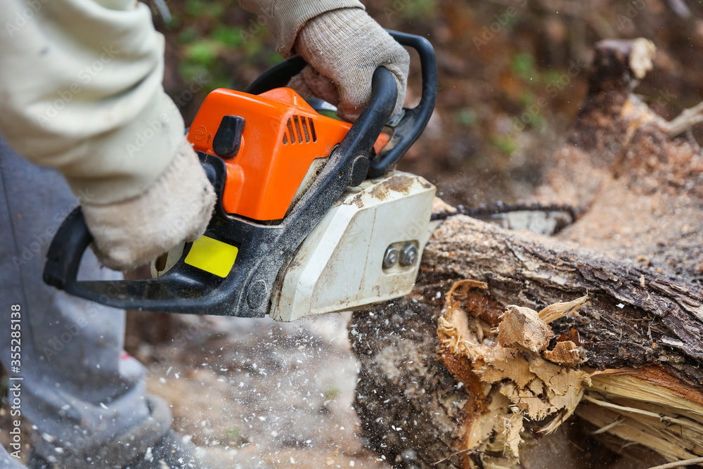lumberjack is sawing a tree trunk with a chainsaw close up. sawdust fly from under a chainsaw