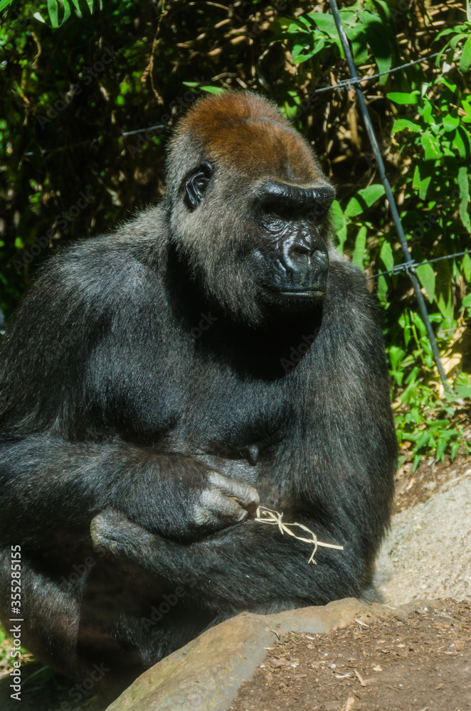 Naklejka premium Gorilla sits in the sun