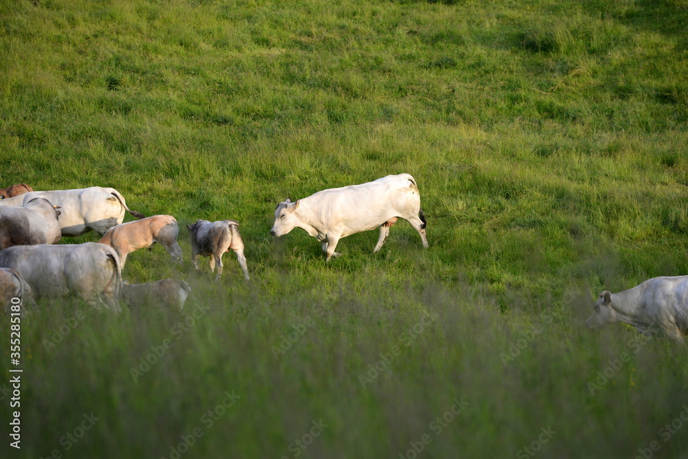 Fototapeta premium Fleischrinder auf der Wiese. Charolais Herde in der Abendsonne
