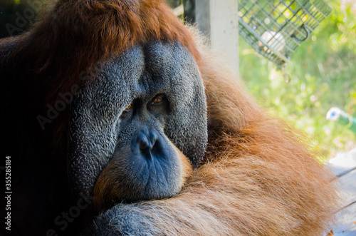 Shy old orangutan