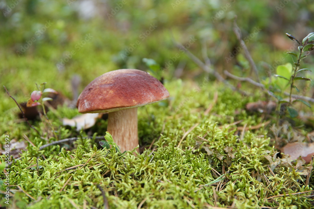 edible mushroom close up in the forest edible mushroom close up in the forest