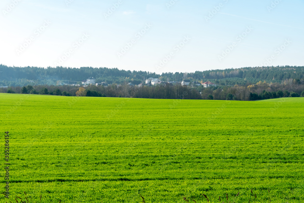 summer landscape. A large green field with crops or cereal grains. View of the village on the horizon. Clear sky warm Sunny day. Beauty and grace.