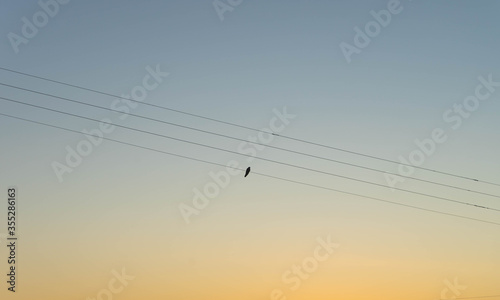 power line silhouette of a cuckoo