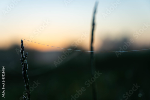 web thread in dew