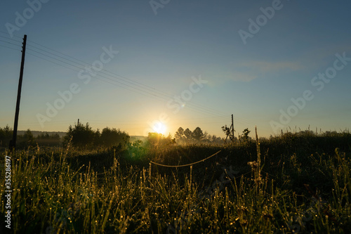 grass and spider webs at sunrise