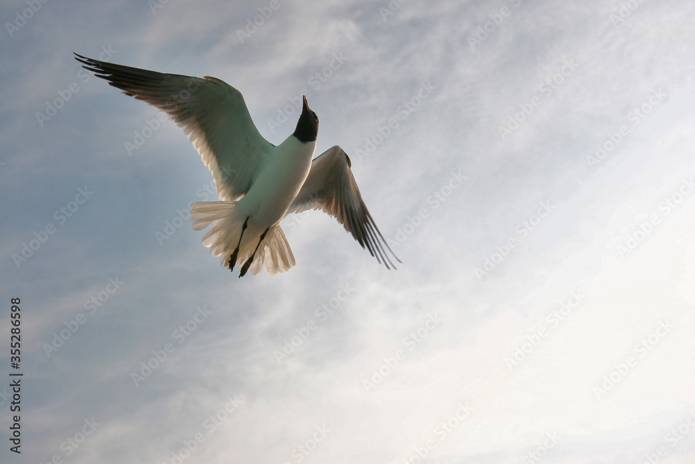 Fototapeta premium Seagulls in flight, Tybee Island, Georgia, USA