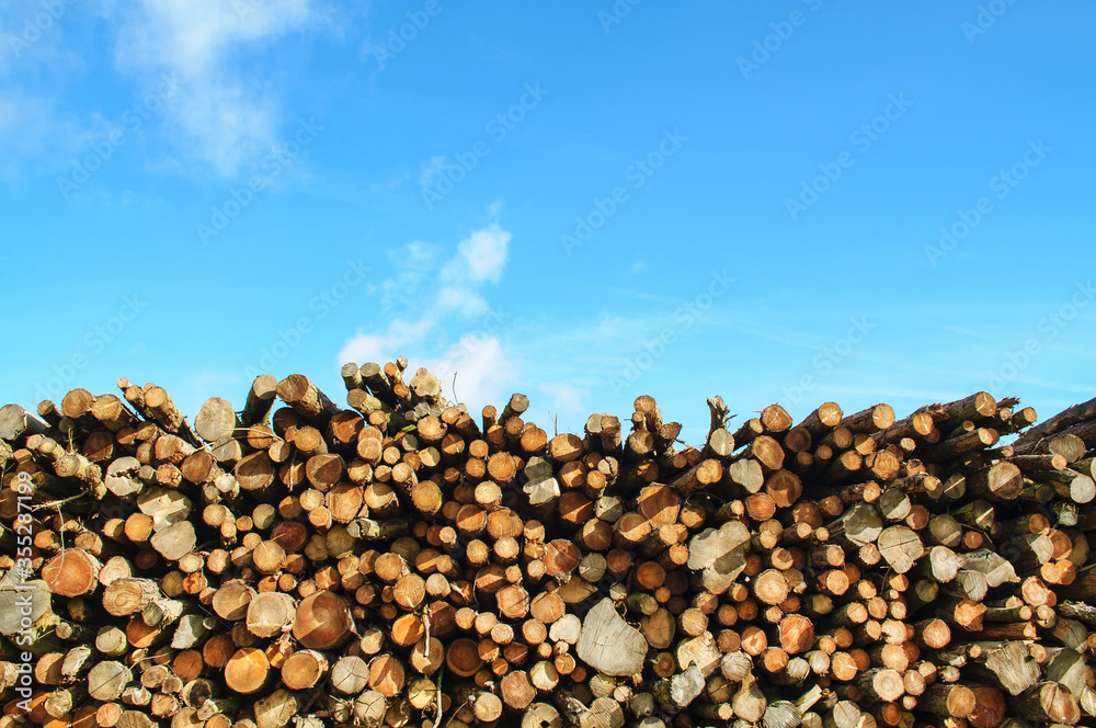 a log pile of sawn timber