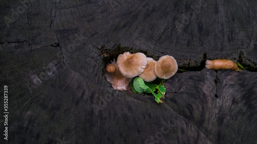 Mycena leaiana orange mushrooms, growing inside stump in the forest
