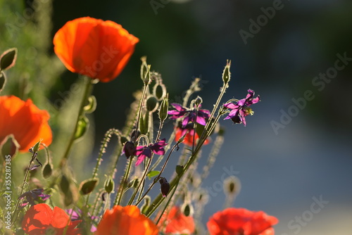 Mohnblumenzeit. Wunderschöne Wildblumen im Gegenlicht photo