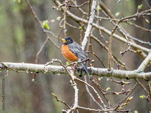 American robin on tree branch rainy day