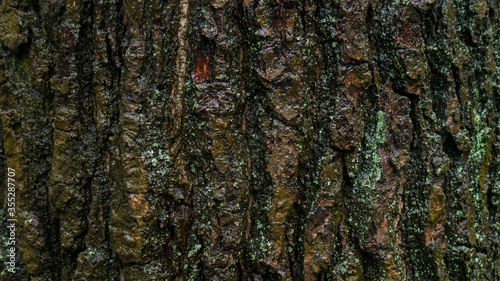 Wet brown oak tree bark with green mold after the rain in the greenwood