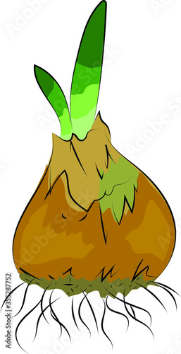 vector illustration of an onion