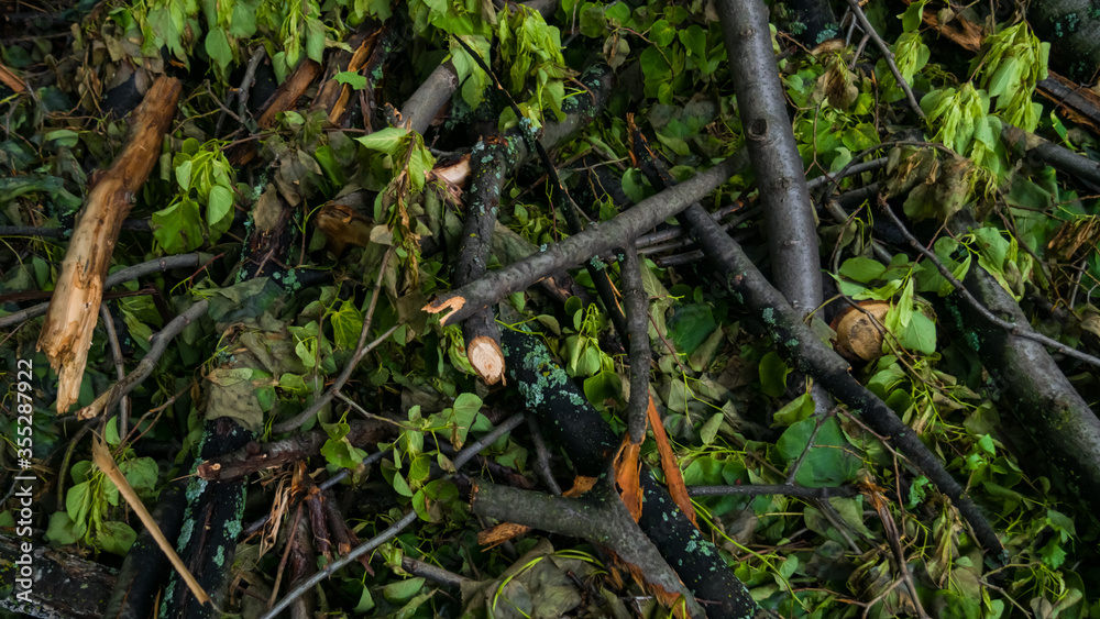 Fallen tree logs and sticks among green leaves in the forest Fallen tree logs and sticks among green leaves in the forest
