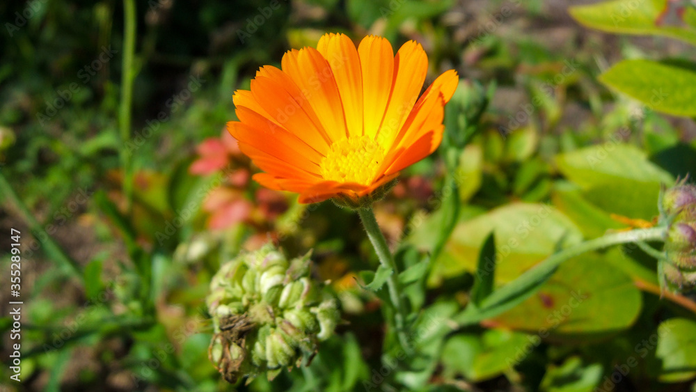Calendula Officinalis. Marigold flower - herb often used in natural medicine. Orange flower against green background. Photo taken in a garden in central Poland. Vivid colors. Calendula Officinalis. Marigold flower - herb often used in natural medicine. Orange flower against green background. Photo taken in a garden in central Poland. Vivid colors.