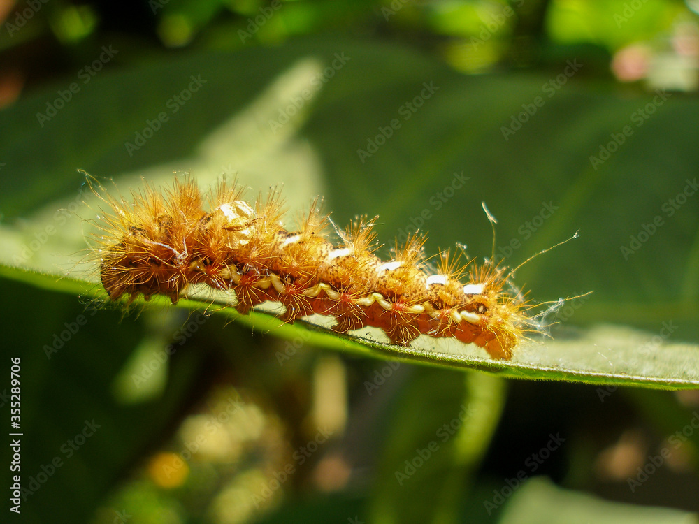 Brown caterpillar, larvae of Knot Grass Moth. Insect Acronicta Rumicis caterpillar on green leaf. Close-up photo. Photo taken in garden in central Poland. Sunlight, vivid colors. Brown caterpillar, larvae of Knot Grass Moth. Insect Acronicta Rumicis caterpillar on green leaf. Close-up photo. Photo taken in garden in central Poland. Sunlight, vivid colors.