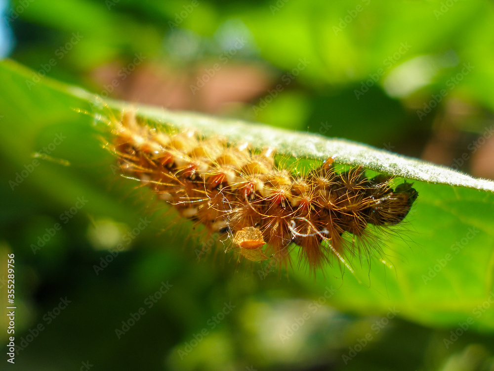 Fototapeta premium Brown caterpillar, larvae of Knot Grass Moth. Insect Acronicta Rumicis caterpillar on green leaf. Close-up photo. Photo taken in garden in central Poland. Sunlight, vivid colors.