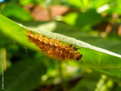 Brown caterpillar, larvae of Knot Grass Moth. Insect Acronicta Rumicis caterpillar on green leaf. Close-up photo. Photo taken in garden in central Poland. Sunlight, vivid colors.