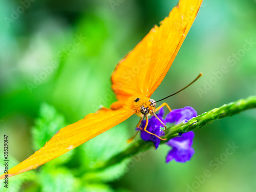 colorful butterfly on green leeves photo