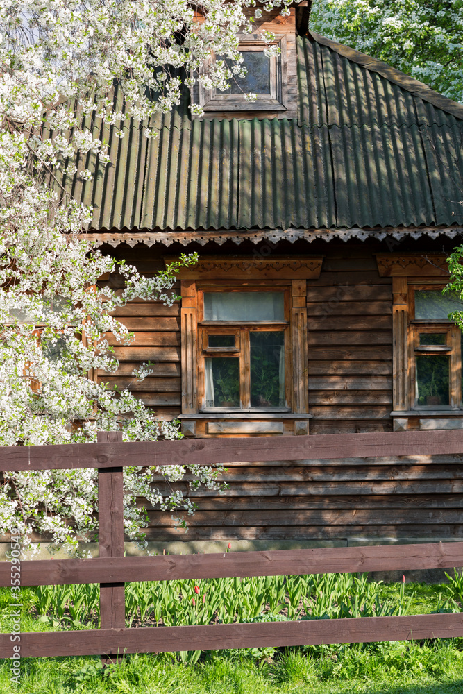 Old rustic house with blossoming cherry in the spring Old rustic house with blossoming cherry in the spring