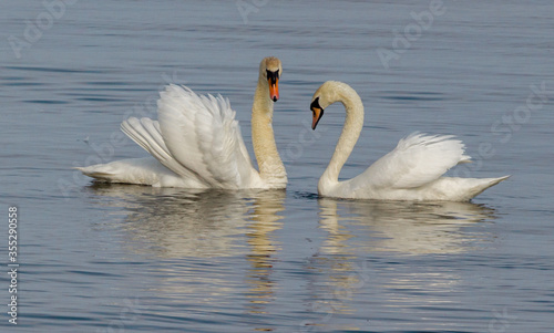 Wild swans on the river
