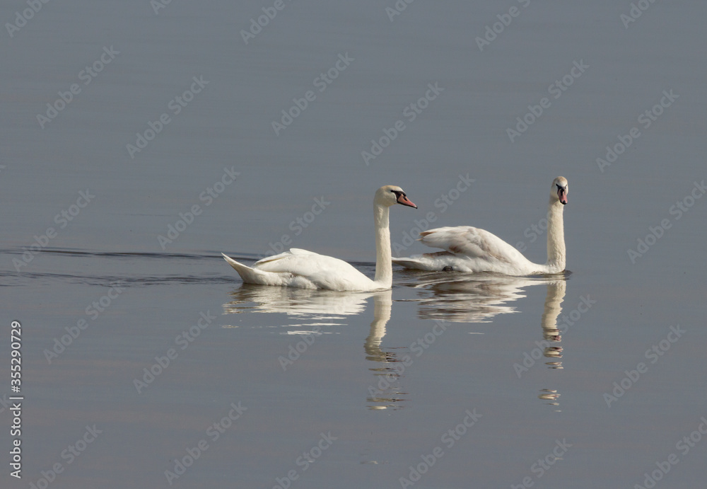 Wild swans on the river