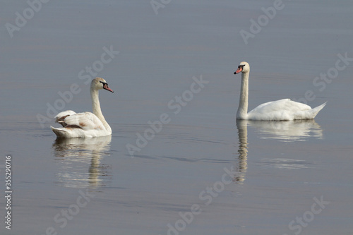 Fototapeta Naklejka Na Ścianę i Meble -  Wild swans on the river