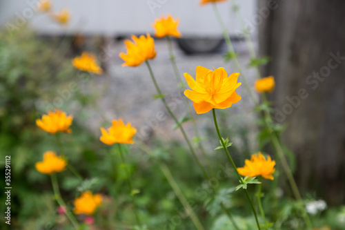 orange and yellow flowers in a garden
